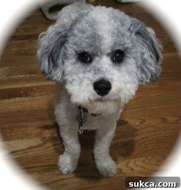Brody, a mini schnoodle, looking scared on the laundry room countertop