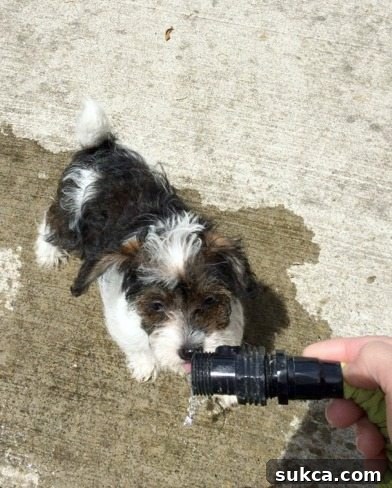bella exploring the garden hose
