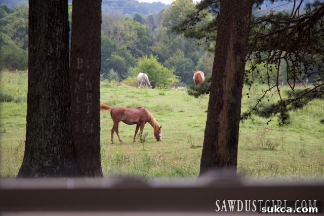 Scenic view of horses grazing in a field from the newly built deck