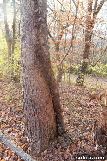 Invasive vines on tree trunks Thick vines choking tree trunks