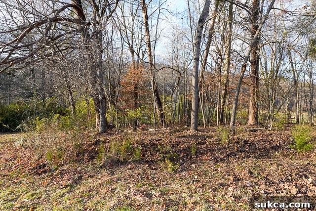 Revealed evergreens after clearing Partially cleared area with newly visible small trees