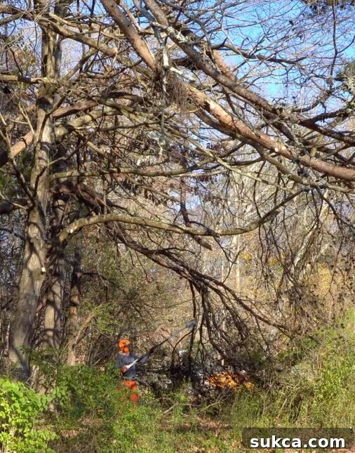 Chainsaw in action during land clearing Woman with chainsaw clearing dense brush