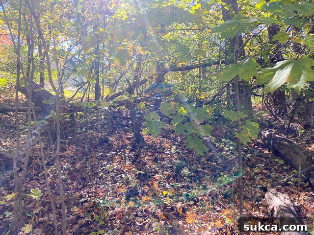 Invasive vines on trees Close-up of thick, invasive vines choking trees