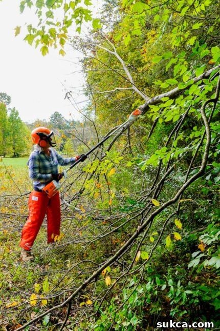 STIHL HTA 65 pole pruner in action Woman using STIHL pole pruner to clear branches