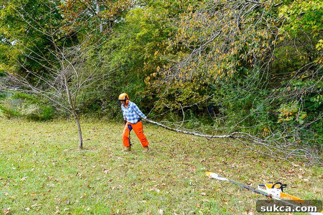 Clearing thorny branches with STIHL tools Cleared path after using pole pruner