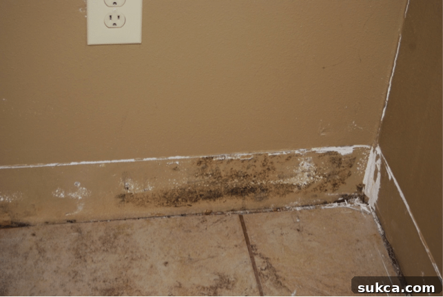 Mold Discovered During Baseboard Removal